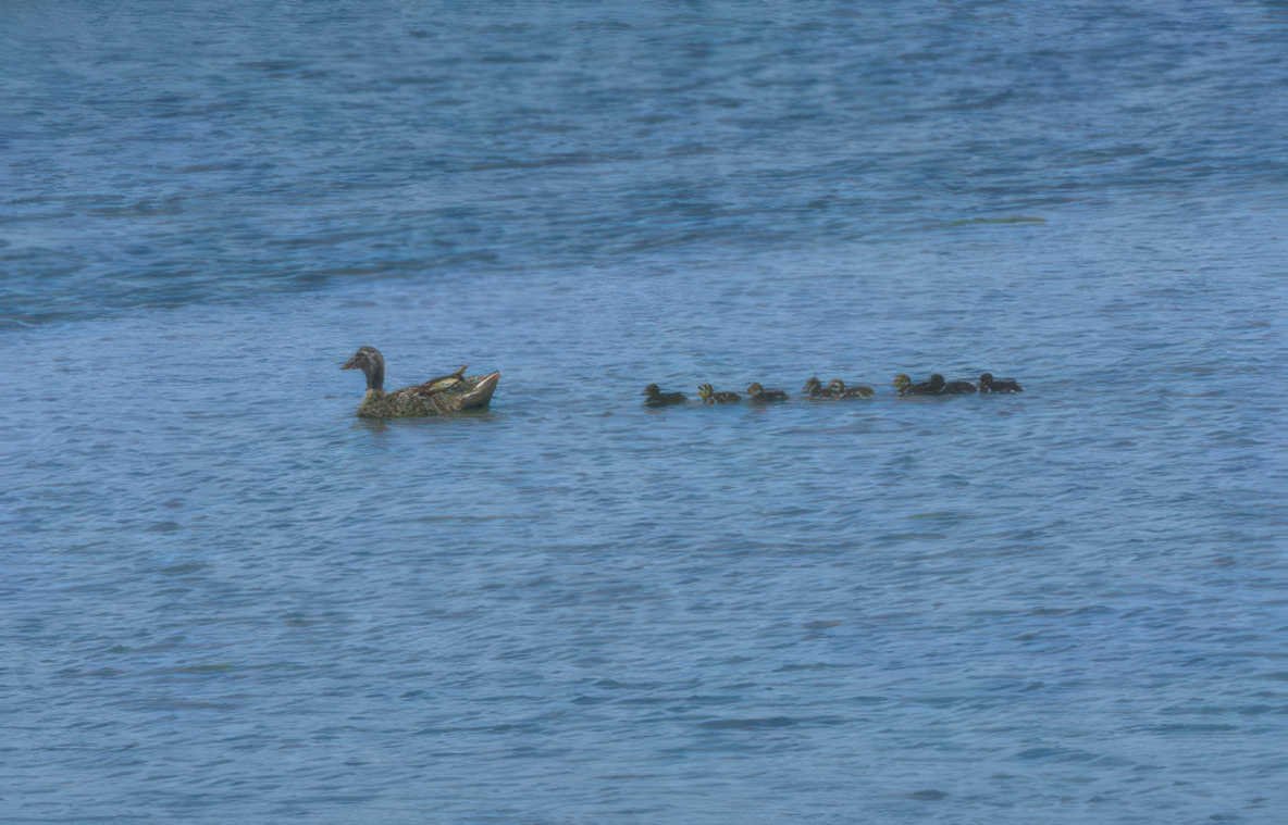 mallard ducklings waterfowl Vintage A4 Photo Print