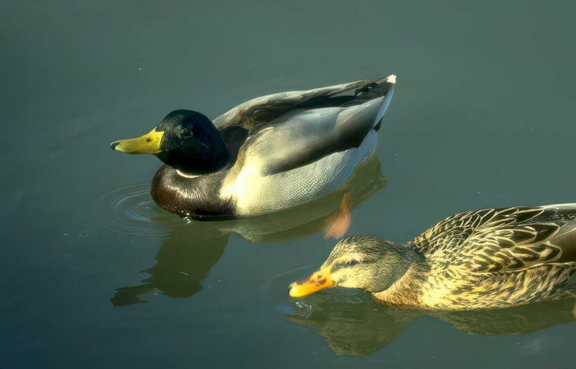 mallard ducks pond Vintage A4 Photo Print