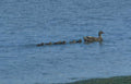 mallard ducks water GIGA 2