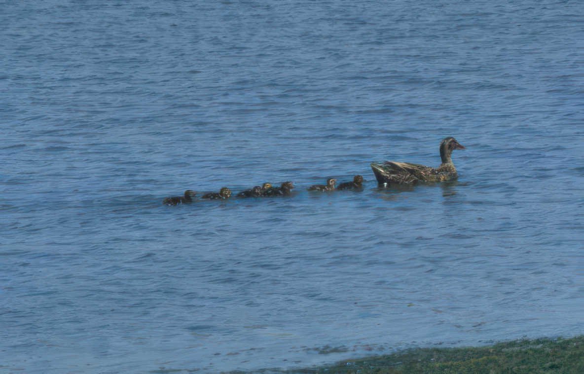 mallard ducks water GIGA 2