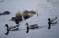 mallard ducks water Vintage A4 Photo Print