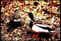 mallard leaves fall Vintage A4 Photo Print