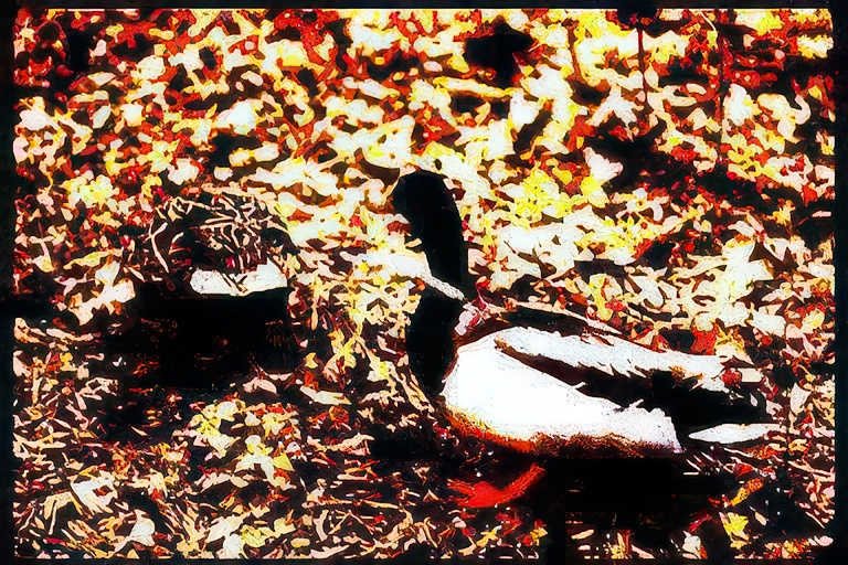 mallard leaves fall Vintage A4 Photo Print