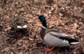 mallard muscovy ducks Vintage A4 Photo Print