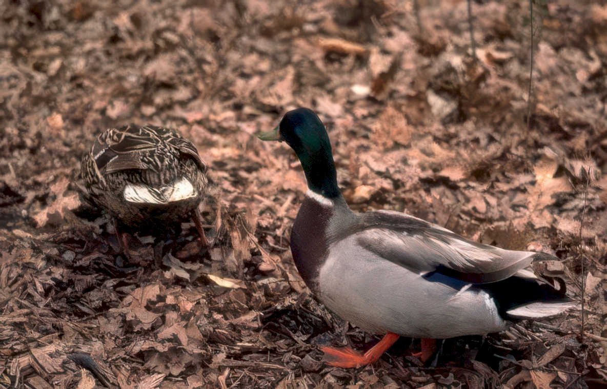 mallard muscovy ducks Vintage A4 Photo Print