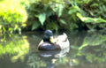 mallard pond duck Vintage A4 Photo Print