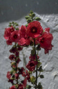malva flowers rain 1980s 1990s A4 Photo Print