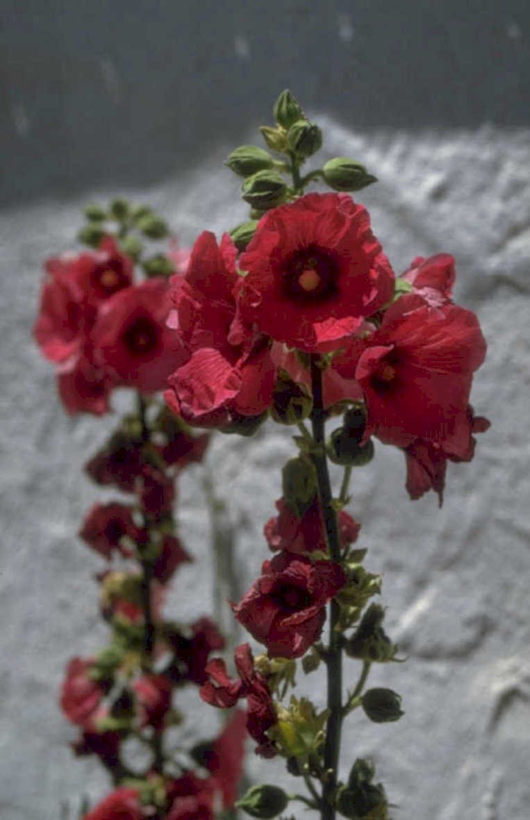 malva flowers rain 1980s 1990s A4 Photo Print