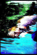 manatee everglades water Vintage A4 Photo Print