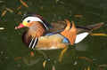 mandarin duck autumn 1980s 1990s A4 Photo Print