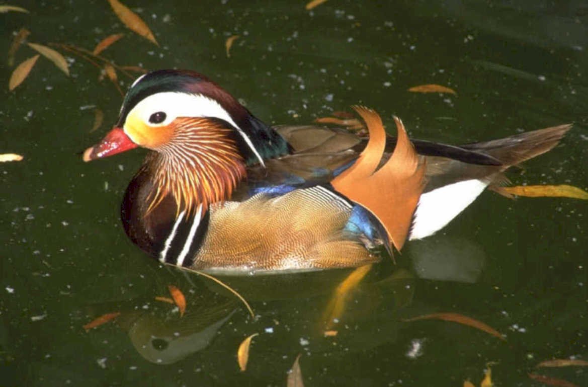 mandarin duck autumn 1980s 1990s A4 Photo Print
