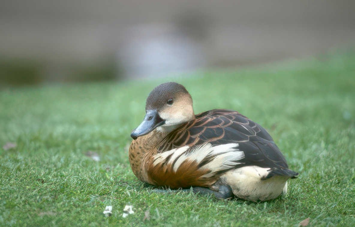 mandarin duck grass Vintage A4 Photo Print