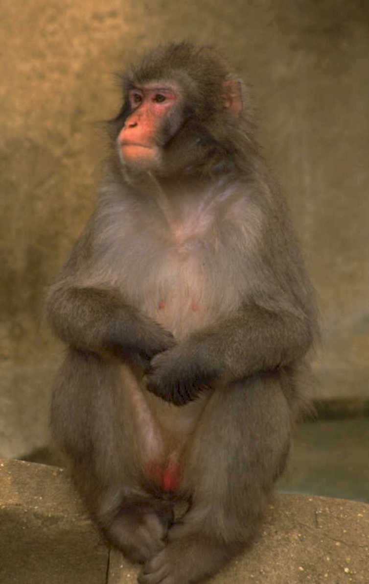 mandrill ledge zoo 1980s 1990s A4 Photo Print