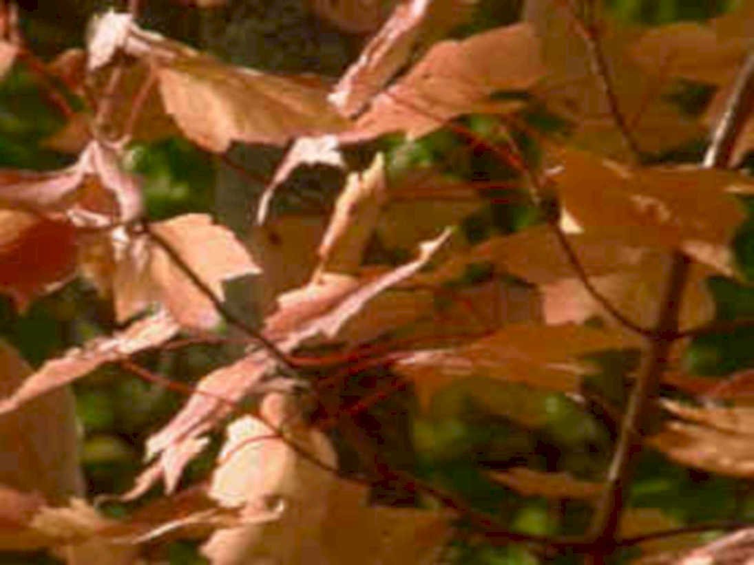 maple autumn leaves 11980s 1990s A4 Photo Print