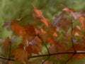 maple autumn leaves 21980s 1990s A4 Photo Print
