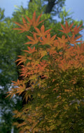 maple autumn red 1980s 1990s A4 Photo Print