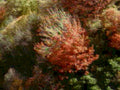 maple autumn red1980s 1990s A4 Photo Print