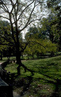 maple bench autumn 1980s 1990s A4 Photo Print