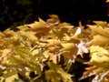 maple fall leaves1980s 1990s A4 Photo Print