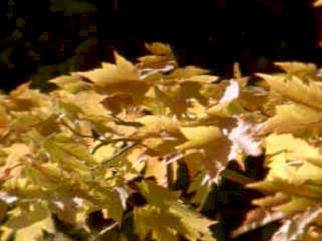 maple fall leaves1980s 1990s A4 Photo Print