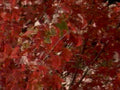 maple fall red1980s 1990s A4 Photo Print