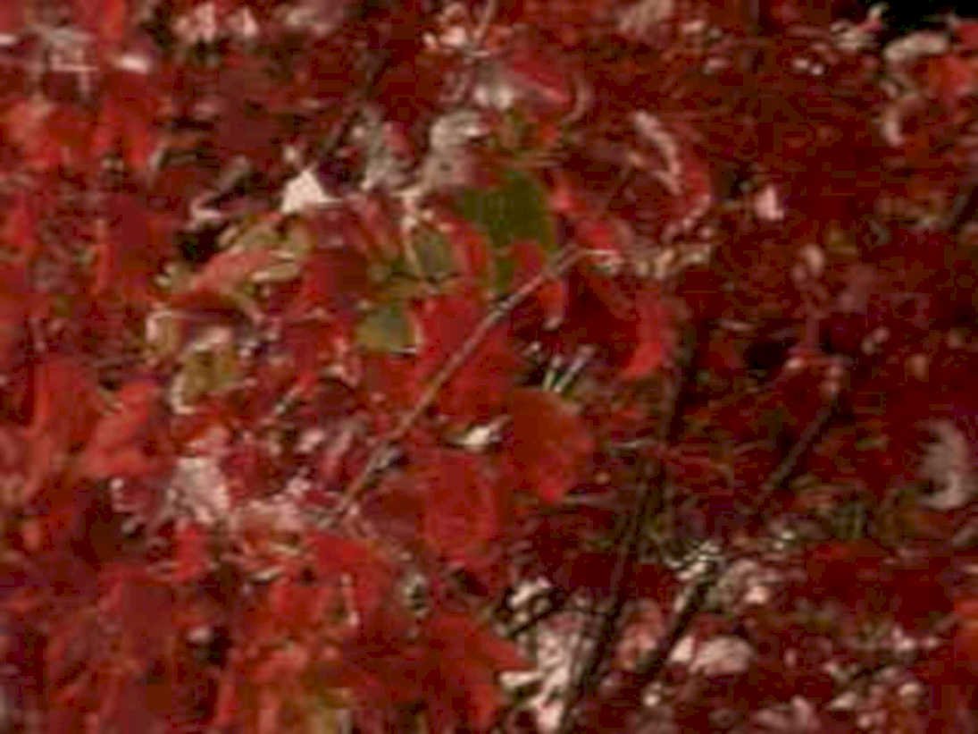 maple fall red1980s 1990s A4 Photo Print