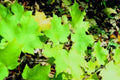 maple leaves forest1980s 1990s A4 Photo Print