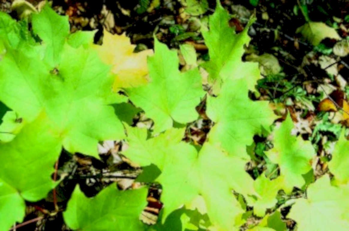 maple leaves forest1980s 1990s A4 Photo Print