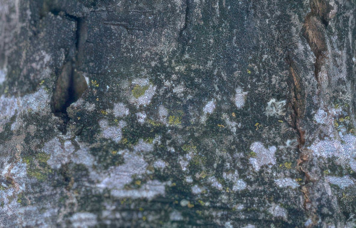 maplebark lichen hole Vintage A4 Photo Print