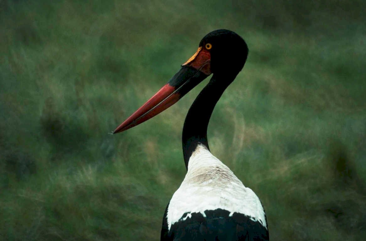 marabou stork portrait1980s 1990s A4 Photo Print