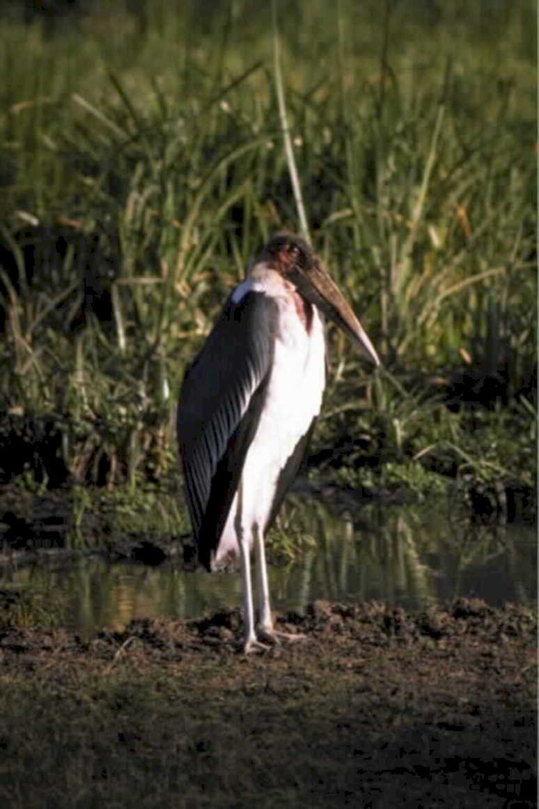 marabou stork wetland1980s 1990s A4 Photo Print