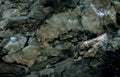marble vein quartz Vintage A4 Photo Print