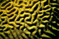 marginated brain coral1980s 1990s A4 Photo Print