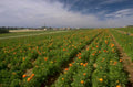 marigold field almeria 1980s 1990s A4 Photo Print