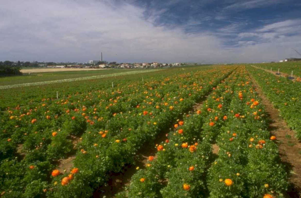 marigold field almeria 1980s 1990s A4 Photo Print