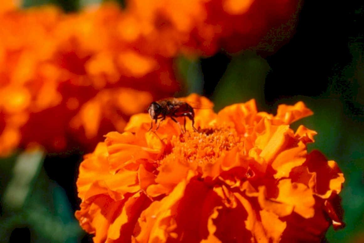 marigold fly orange1980s 1990s A4 Photo Print