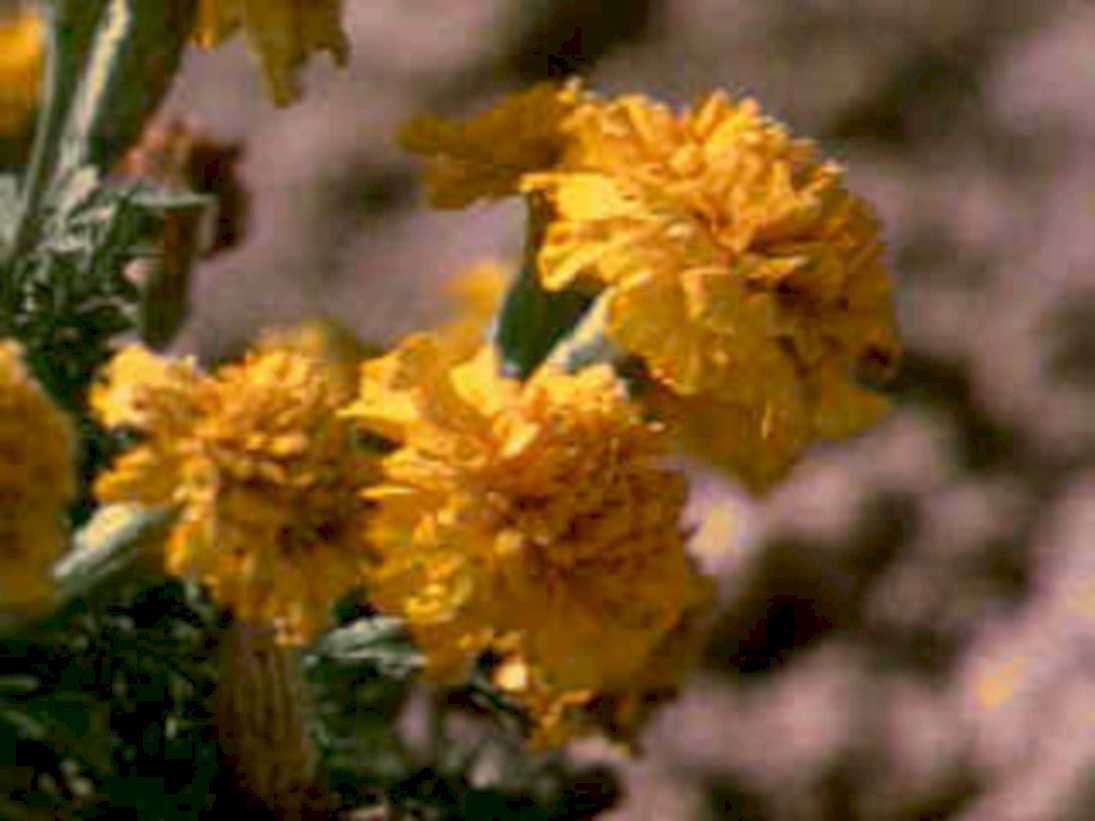 marigolds yellow flowers1980s 1990s A4 Photo Print