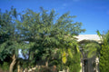 markhamia tree building 1980s 1990s A4 Photo Print