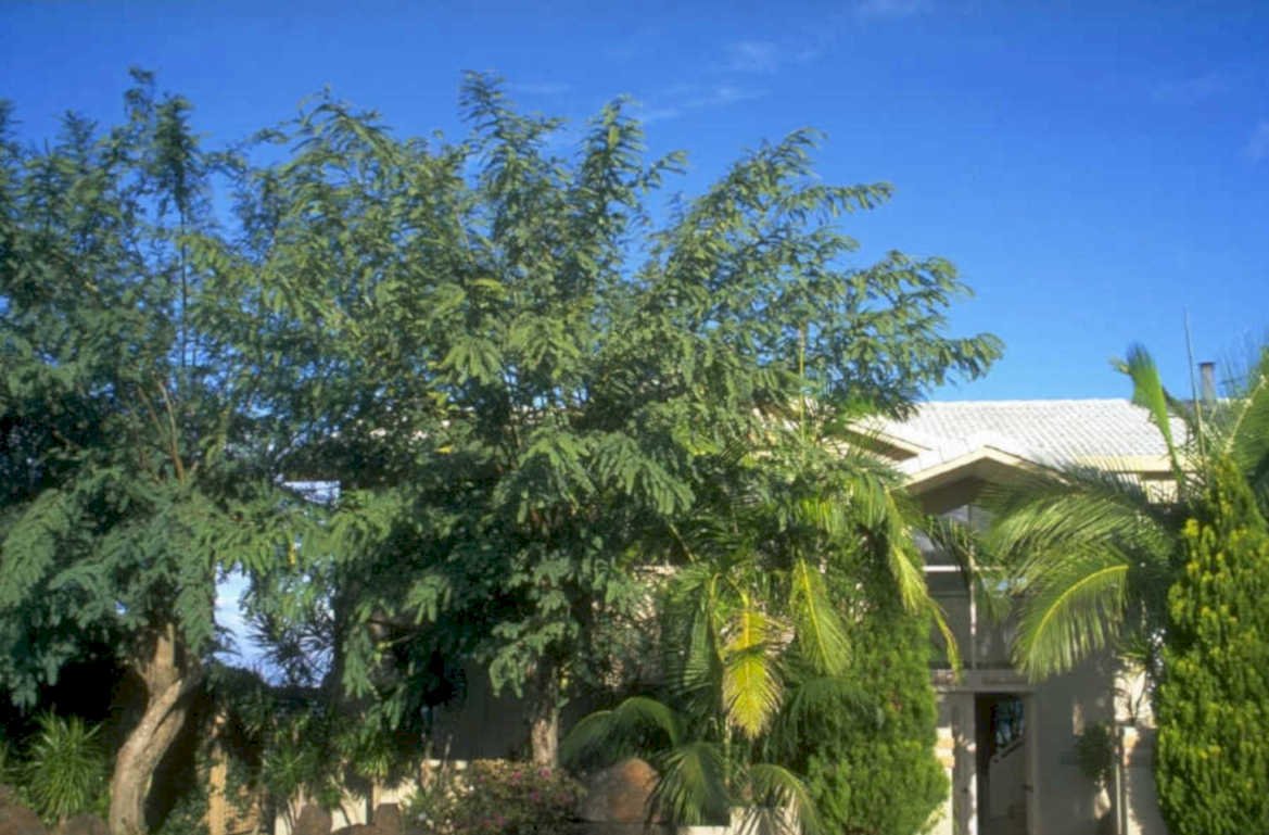 markhamia tree building 1980s 1990s A4 Photo Print