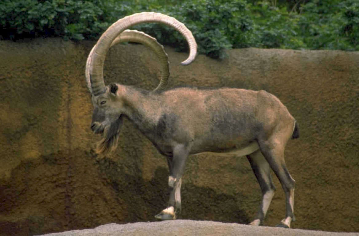 markhor goat horns 1980s 1990s A4 Photo Print