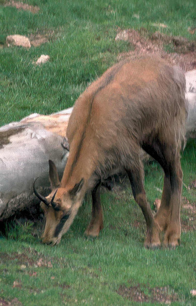markhor goat meadow Vintage A4 Photo Print