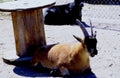 markhor goat platform1980s 1990s A4 Photo Print