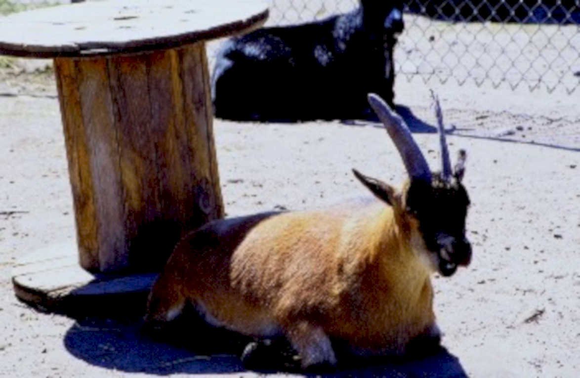 markhor goat platform1980s 1990s A4 Photo Print