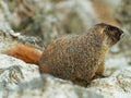 marmot rock portrait1980s 1990s A4 Photo Print