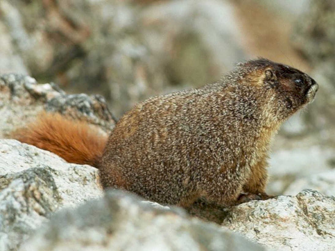 marmot rock portrait1980s 1990s A4 Photo Print