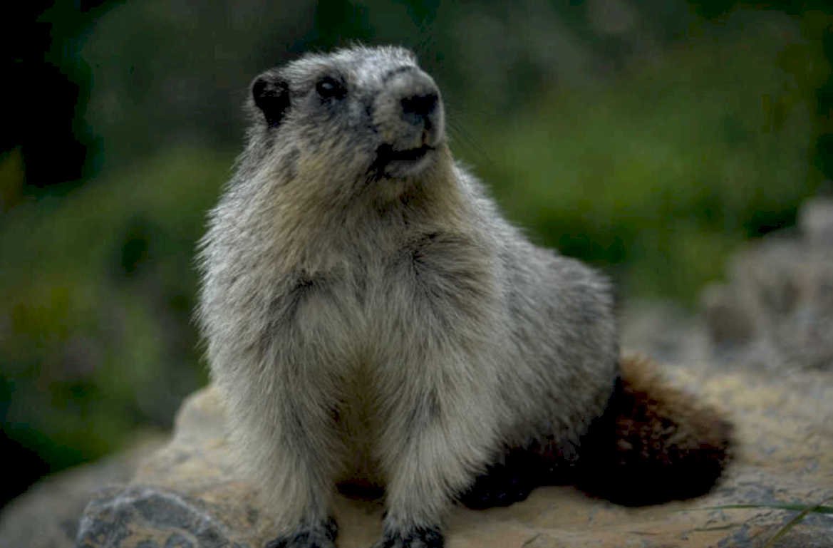 marmot rocky mountain 1980s 1990s A4 Photo Print