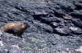 marmot volcanic moss Vintage A4 Photo Print