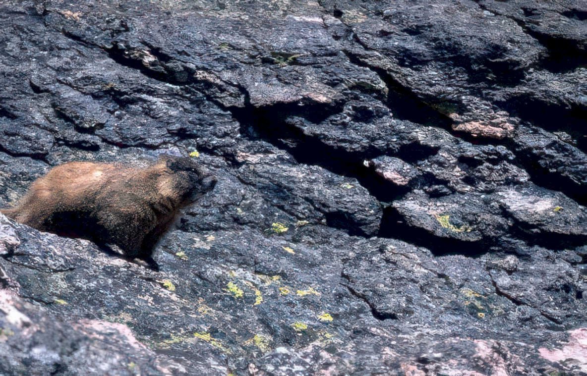 marmot volcanic moss Vintage A4 Photo Print