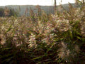 marsh reeds mountains1980s 1990s A4 Photo Print