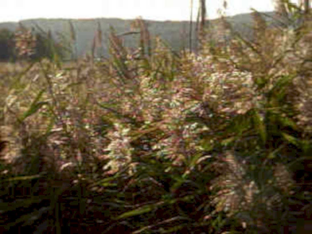 marsh reeds mountains1980s 1990s A4 Photo Print